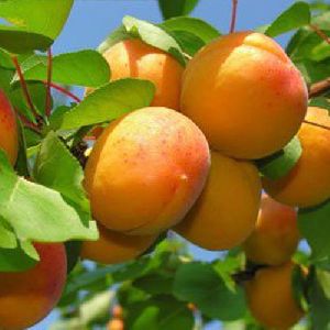 Fresh-Apricot