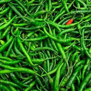 fresh-green-chili